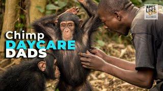 Daycare Dads: The Art of Baby Chimp Sitting | Baby Ape Forest School