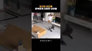 집사의 의도를  완벽하게 간파한 냥이들