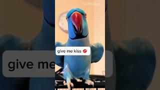 Give kiss    #talkingparrot #pets #parrotlove #talkingbirds #fypシ゚viral #foryou #trending