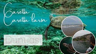 Caretta-Caretta Kaplumbağaları-Dalyan-İztuzu plajı | Bisikletle Türkiye Turu #55 (4K)