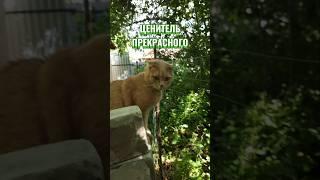  Ценитель прекрасного 20.06.2025 #cat #симба