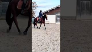 Neues YouTube Video #stallvlog #horse #pferde #equestrian #reiten #pony #stall #pferdevideo