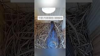 Watch Momma Bluebird lay her first egg 🪺 #bluebirds #nest #birdhouse #breeding #birdbox #nature