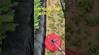 원액살포기 껫풀 제초작업 2025.6.20
