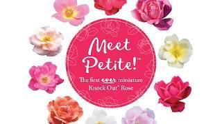 The Petite Knock Out® Rose