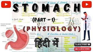 Stomach || Gastrointestinal System Physiology || MEDICOZEE