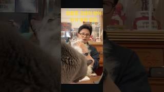 한동훈 고양이 양이.탄이 드디어 원샷에 등장!