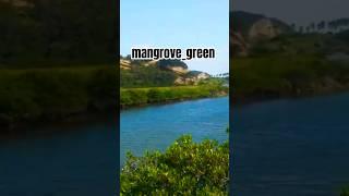 mangrove_green #travel #trip #amazing #world #beautiful #japan #forest