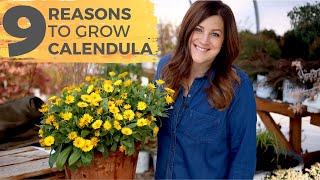 9 Reasons You Should Grow Calendula! // Garden Answer