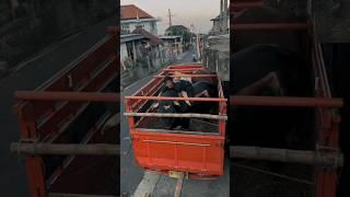 SETIA FARM‼️TUNGGU AKU DISANA YA #shortvideo #sapijumbo #sapi #shortsvideo #shrots @SetiaFarm