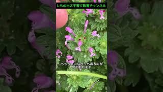 このホトケノザは春の七草のホトケノザとは違います！　　#下野六太,#しもの六太,#公明党,#福岡選挙区,#参議院議員,#しもの六太子育て教育チャンネル,#ホトケノザ,#野草