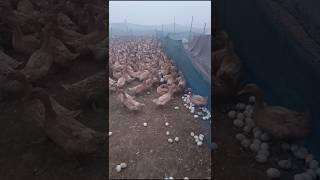 Duck Ducks Harvesting Video #duck #harvest #video