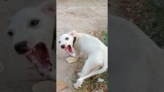 "This Puppy is Pure Rage! | Real Aggressive Dog Sound"
