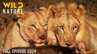 MAASAI MARA | Secrets of Africa's Fiercest Hunters | Animal documentary