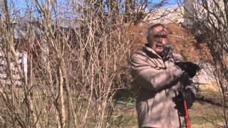 Pruning Lilacs in the Spring