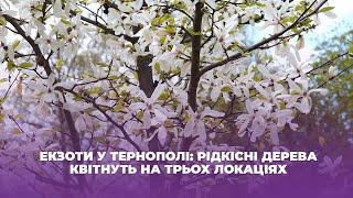 Екзоти у Тернополі: рідкісні дерева квітнуть на трьох локаціях