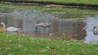 familie mute swan with cygnets