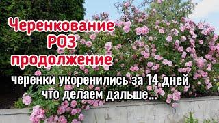 Черенки роз укоренились - что делаем дальше... Как и где растим. Формируем будущий куст правильно.