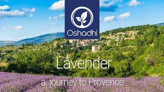 Lavender - A Journey to Provence | Essential-Oil-Plant Portrait by Dr. Malte Hozzel