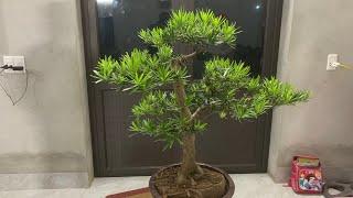 Tùng la hán Bonsai | Giá chỉ từ 1 Triệu | Tùng la hán mini | Tùng la hán dáng bay  | Tùng la hán đẹp