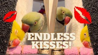 Tinkerbell soaks up Beaker’s kisses!