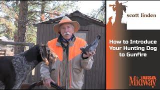 How to Introduce Your Hunting Dog to Gunfire | Scott Linden