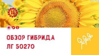 Обзор гибрида ЛГ 50270 / Гибрид подсолнечника