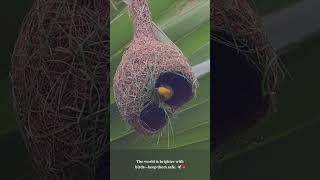 No Blueprints, Just Brilliance ️  #bayaweaver  #nest #nestbuilding #nature