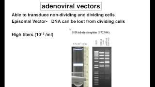 Adenoviral Vectors