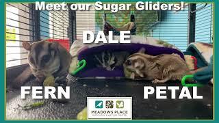 City of Meadows Place | Sugar Gliders