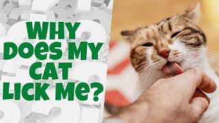 Why Does My Cat Lick Me? (10 Possible Reasons)