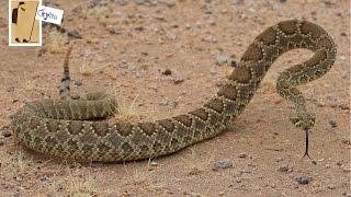 Mojave Green Rattlesnake