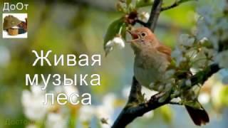  ЖИВАЯ МУЗЫКА ЛЕСА !!! ЛУЧШИЙ РЕЛАКС !!! ФЛЕЙТА !!!