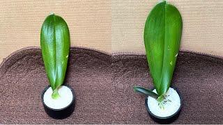 Only Rice! Orchid leaves immediately create roots and flowers all year round