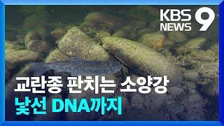 생태교란종 판치는 소양강…낯선 어종 DNA까지 [9시 뉴스] / KBS  2023.12.09.