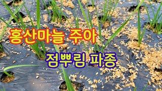 홍산마늘 주아 점뿌림 1차,2차 파종생육 상태 확인 #홍산마늘 #산골텃밭 #농촌