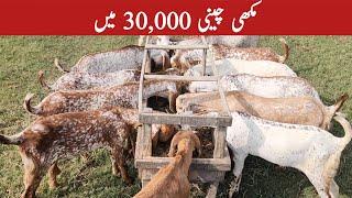 Makhi Chini Goats For Sale | Chakwal Goat Farm |