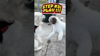 My Dog has FUN Playtime with New FRIENDS !!!