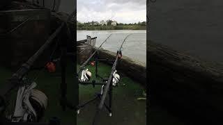 Carp fishing in the rain…#fishing #fishingvideo #carpfishing#karpervissen