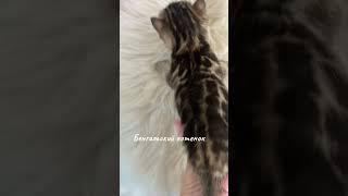 Бенгальские котята  #cat #красиваякошка #kitten #бенгальская #моякошка