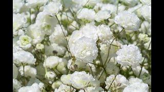 Gypsophila - Process of Planting, Growing and Harvesting