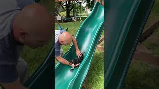 Sweet Pinscher Puppy Loves Going Down Playground Slide!