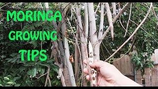 The SECRET To Growing MORINGA | Propagation Tips