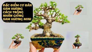 Chia sẻ anh em đặc điểm hay và cách chăm cây sam hương siêu mini nhất đế nhì thân tam cành tứ giống