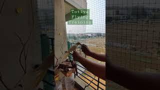 Cockatiel Flying Training #cockatiel #pets