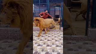 African lion want to meat African lioness (mian saqib)