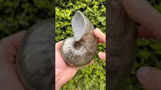 FIND AMAZING STONE#viralvideos #viralshorts #fossil