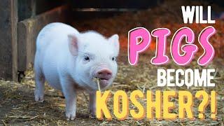 Will Pigs Become KOSHER?!