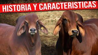  BRAHMAN ROJO Historia y Características Ganado De Engorde