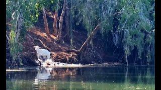 Crocodiles and Barra - Ord River | Kununurra | Ultimate Adventures | Part 2